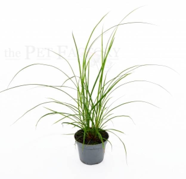 Carex brunnea